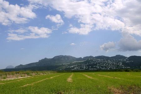 美丽的稻田湿地