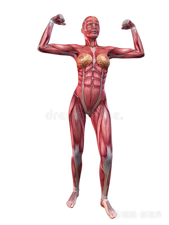 女性肌肉系统