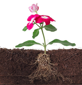 有花和可见根的植物照片