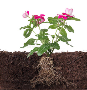 有花和可见根的植物照片