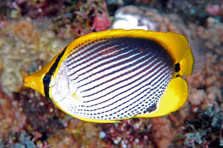 黑蝴蝶新郎图片