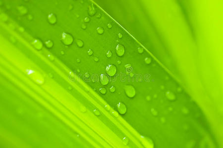 绿色棕榈叶和橙色切片与水滴在米色背景叶水滴掉雨滴,自然,环境