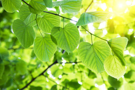 绿色的树叶和夏天设计的阳光神奇绿色的树叶阳光背景抽象的树叶背景