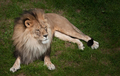 草地上的非洲狮panthera leo krugeri