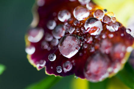 雨后开花