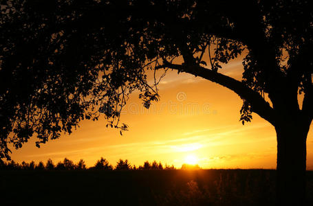 日落时的树影