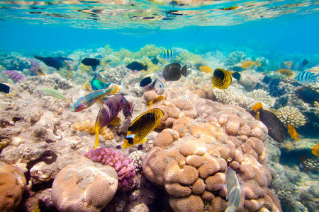 热带珊瑚礁。红海
