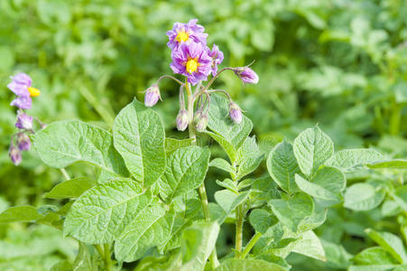 土豆开花了