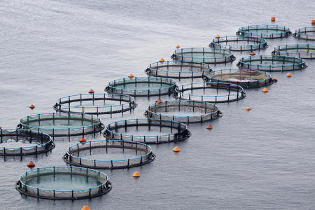 希腊佩洛波尼斯鱼圈照片