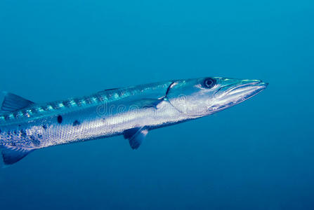 梭鱼水下鱼图片