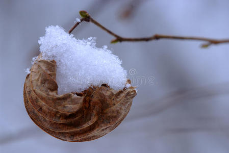 雪叶如船