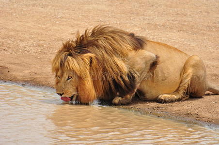 塞伦盖蒂国家公园的雄狮