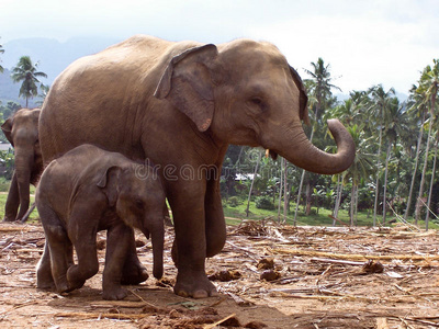 开放区域的elefant家庭