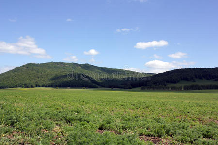 夏季景观