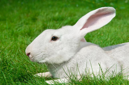草地上的白兔兔