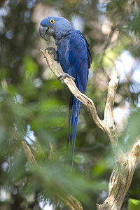 风信子金刚鹦鹉在树上玩耍，潘塔纳尔，巴西