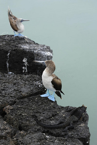 蓝脚胸蜥蜴