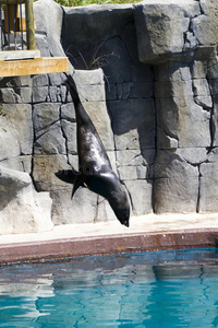 美丽的海狮跳入水中
