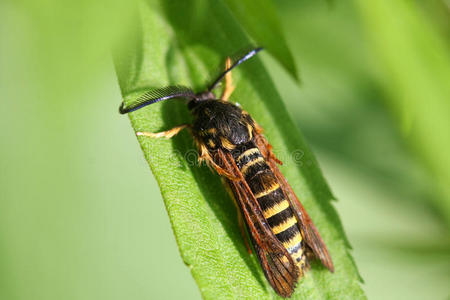 血液学 生态学春天吃花蜜的昆虫春天吃花蜜的昆虫共同清翼hemaris