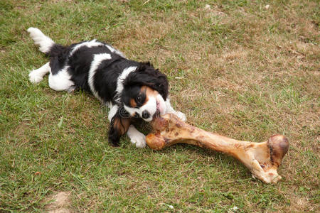 咀嚼骨啃大骨头的狗照片