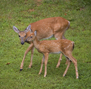 眨眼小鹿鹿两只小马鹿可爱的鹿鹿森林中鹿的画像鹿白尾鹿躺在青草草地