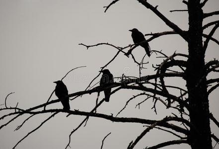 枯树上的乌鸦剪影
