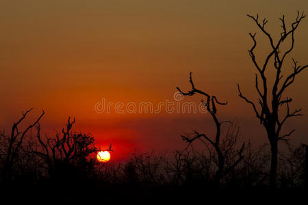 非洲日落树剪影