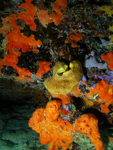 珊瑚龙虾
