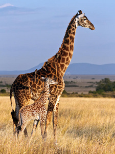 大草原上的长颈鹿妈妈和她的孩子