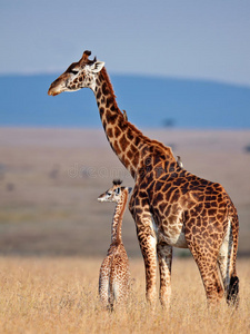 大草原上的长颈鹿妈妈和她的