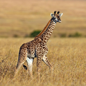 小长颈鹿日落时在大草原上散步图片