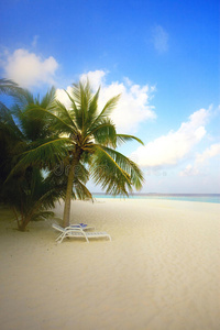 马尔代夫海岸的棕榈树