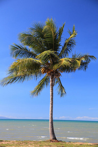 海滩上的热带棕榈树