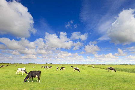 牛在一片新鲜的草地上吃草