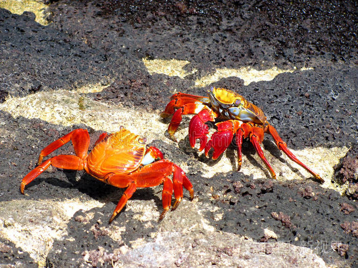 螃蟹打架加拉帕戈斯