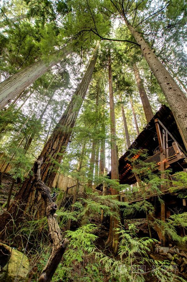 加拿大温哥华卡皮拉诺森林