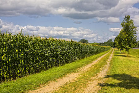 玉米地除草图片