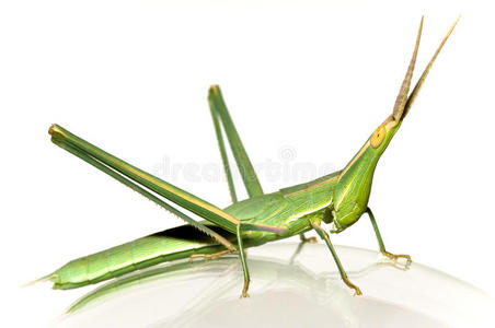 蚱蜢腿图片