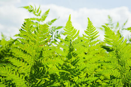 野生蕨类植物背景