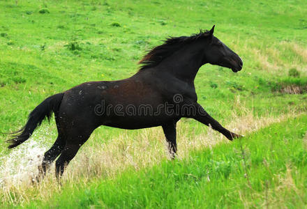 牧场上奔跑的黑马