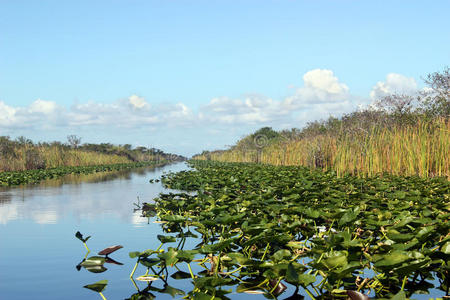 沼泽地