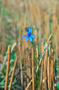 蓝色的花。