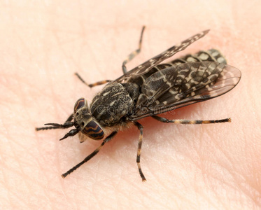 克莱格马蝇吸血摄影图