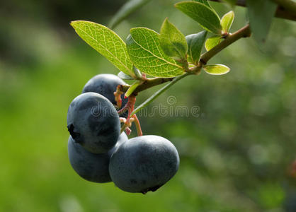灌木1上的蓝莓果实