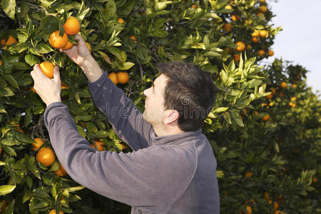 橘子园农民收获采摘水果图片
