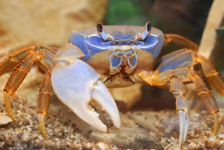 盔甲的岩石彩虹蟹照片