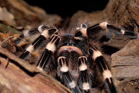 毛茸茸的蜘蛛图片