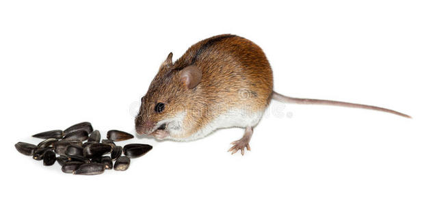 黑线的姬鼠图片