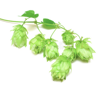 啤酒花缠绕藤蔓植物图片