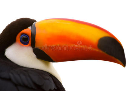 toco toucan特写隔离在白色